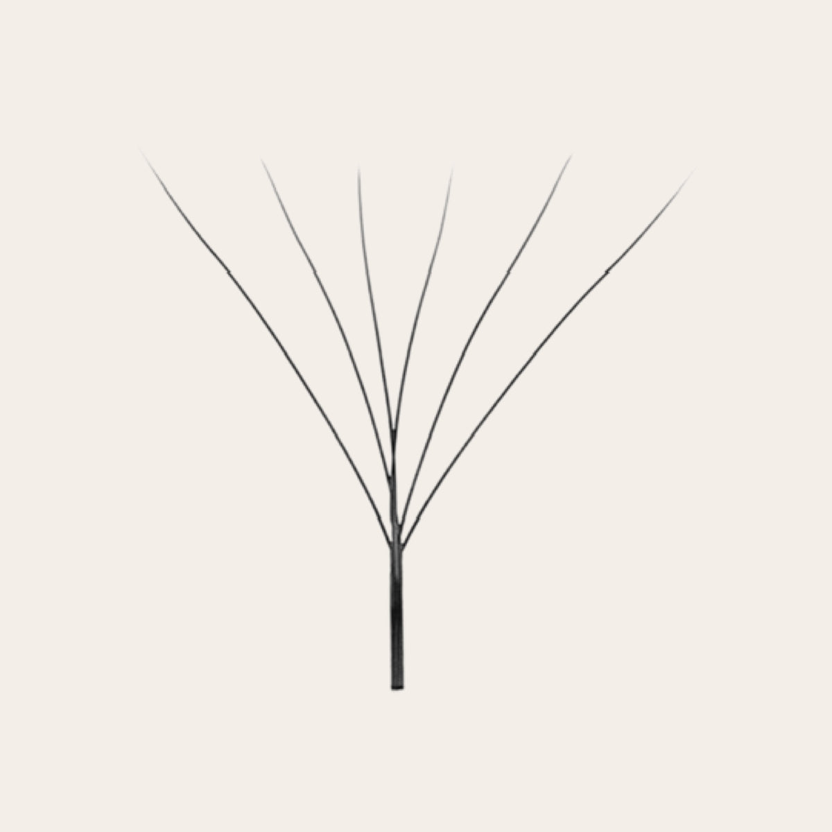 6D W Lash Fans - Black