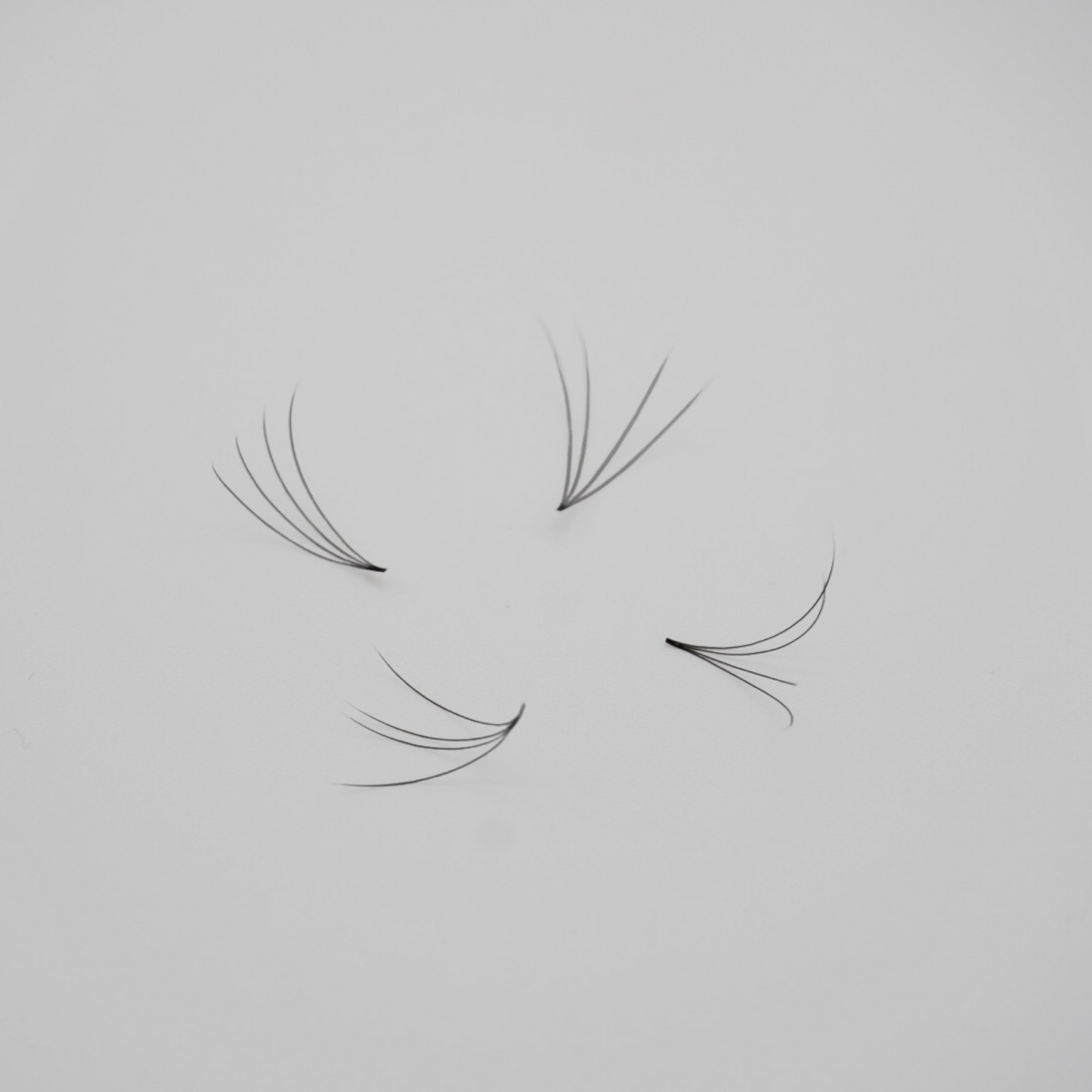 Loose 4D Premade Lash Fans Displayed for Texture and Shape Preview